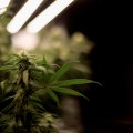 What is the cannabis reform act of 2023?